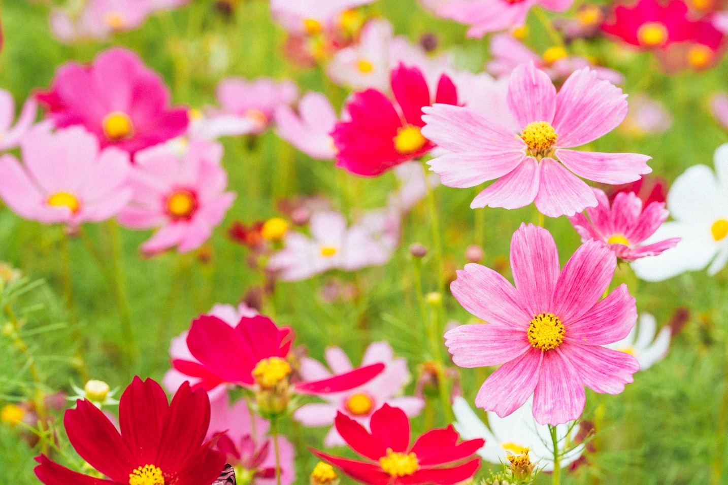 關渡花海的迷人景致與最新動態