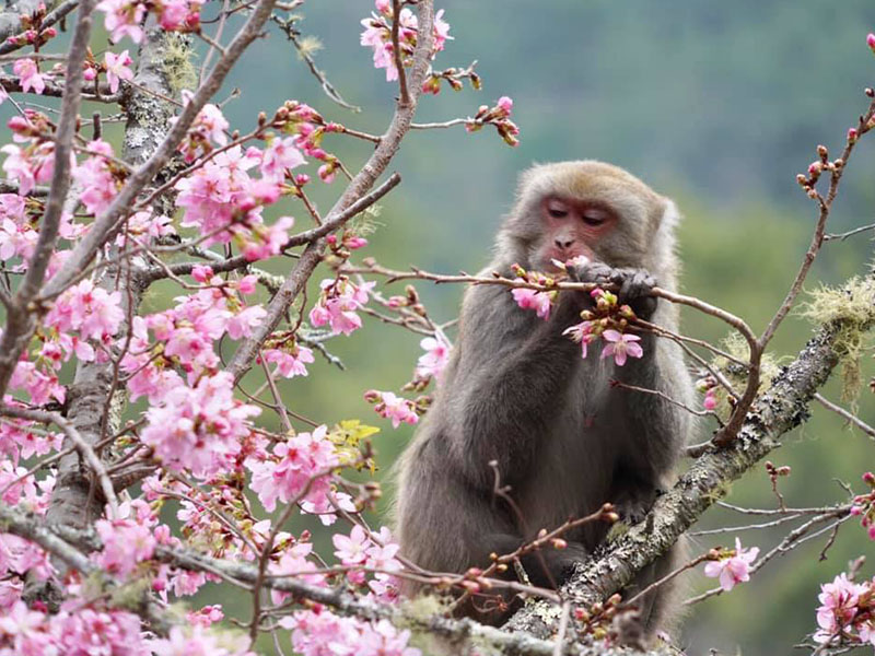 探索武陵農場的最佳玩法：你的完美旅遊指引