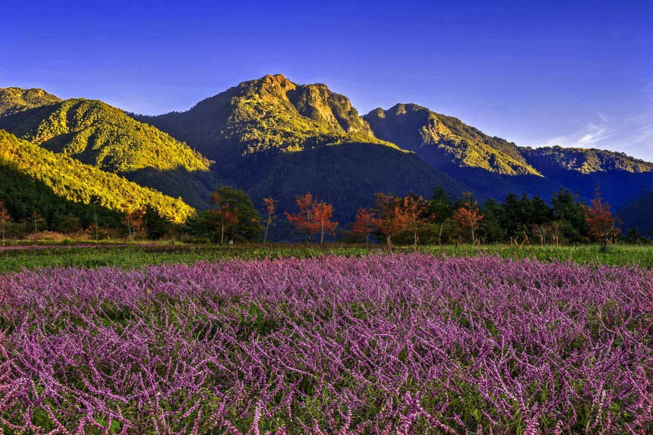 探索武陵農場的最佳玩法：你的完美旅遊指引