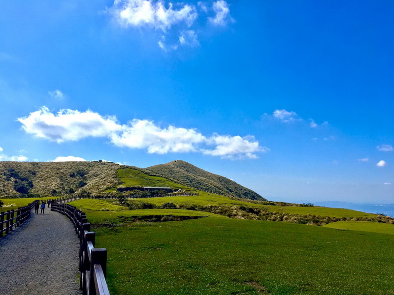 台北陽明山擎天崗一日遊｜壯麗草原、牛隻漫步、親子踏青全攻略