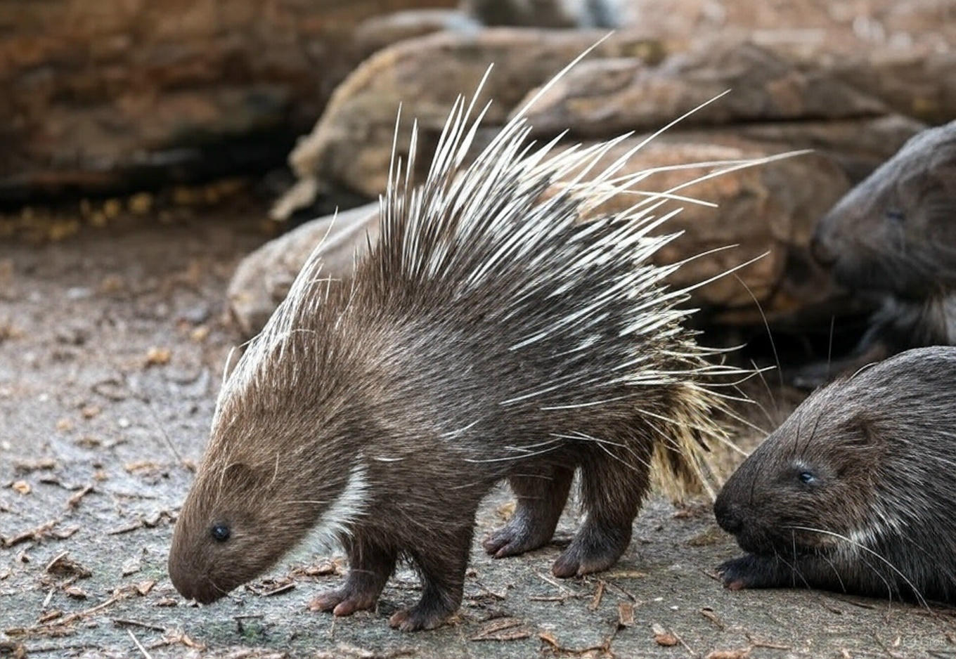 頑皮世界野生動物園的全方位探索指南|完美親子旅遊地點