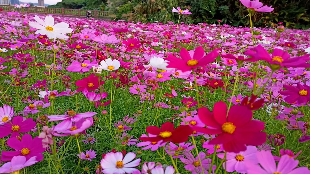 花海巡禮：探索台灣最美的花海景點