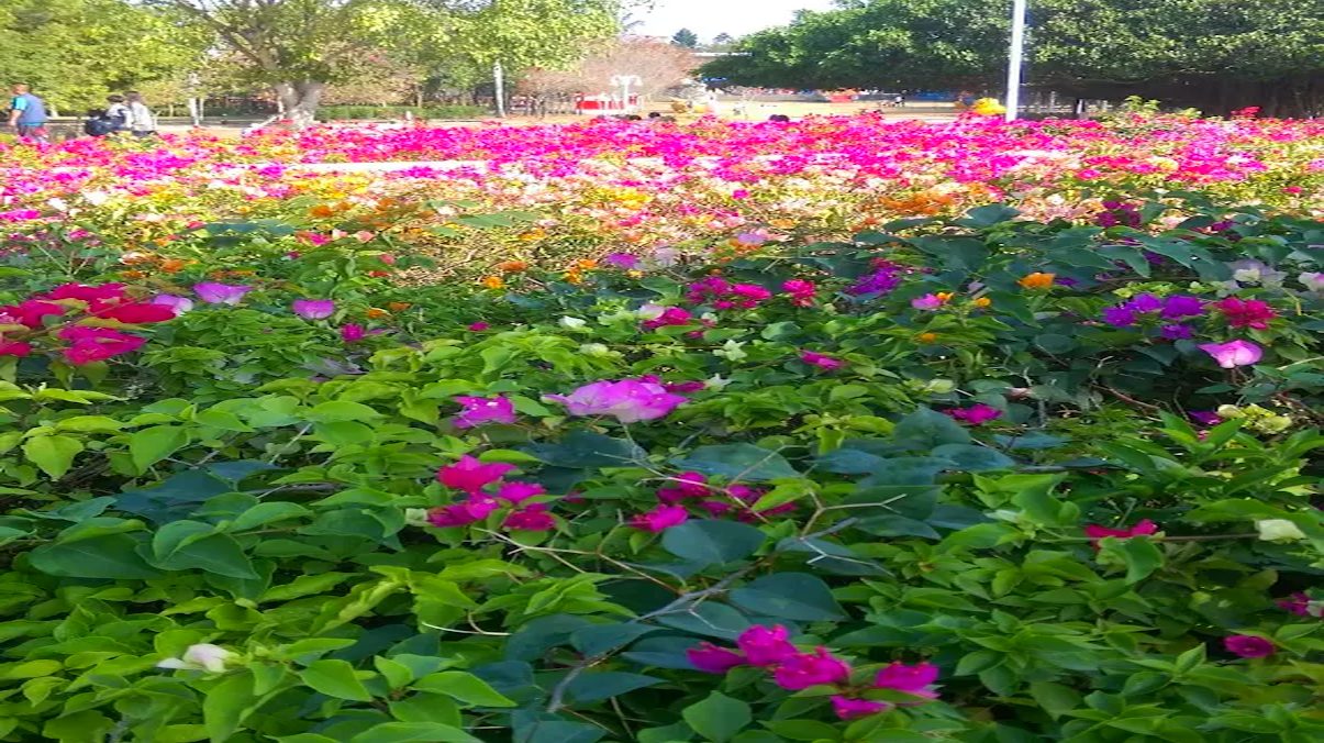 花海巡禮：探索台灣最美的花海景點
