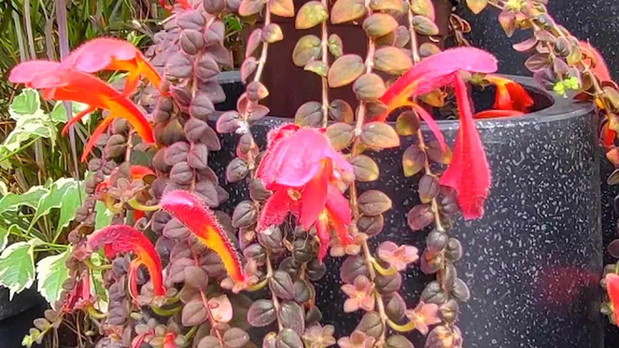 🌿 南投埔里「宅栽觀葉農場」全攻略｜放鬆療癒 × 園藝體驗 × 綠意生活提案