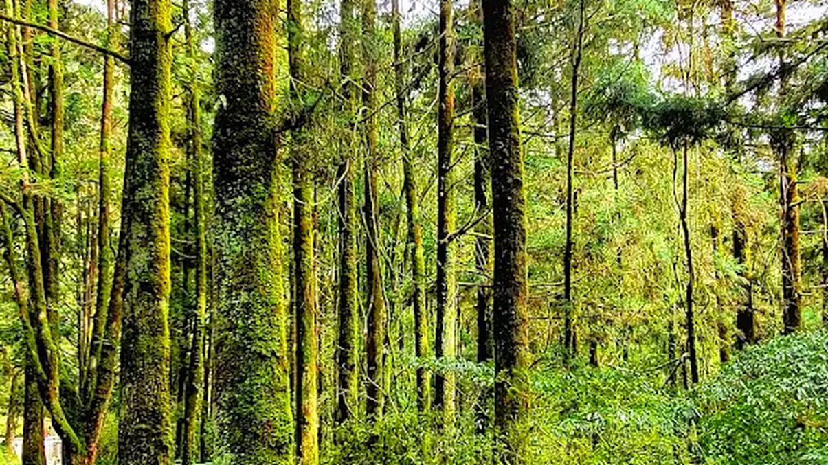 【2025最新】明池森林遊樂區全攻略｜森林系秘境一日遊、湖景步道、住宿交通一次看