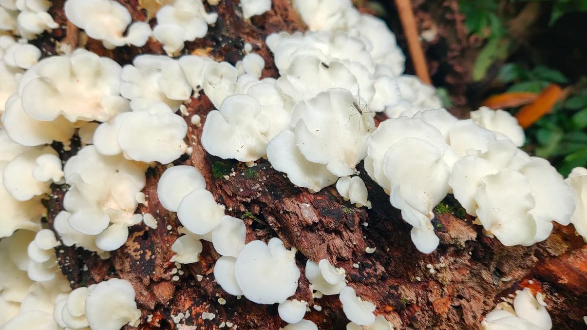荷蘭古道怎麼玩？陽明山絕景步道推薦，一次走進台北的山林秘境