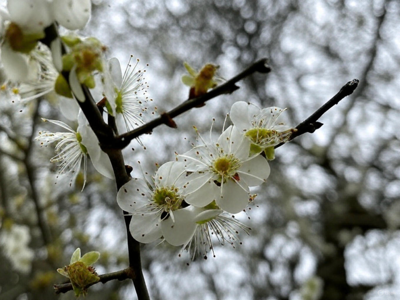 雪霸國家公園旅遊指南｜享受台灣最美的自然風光