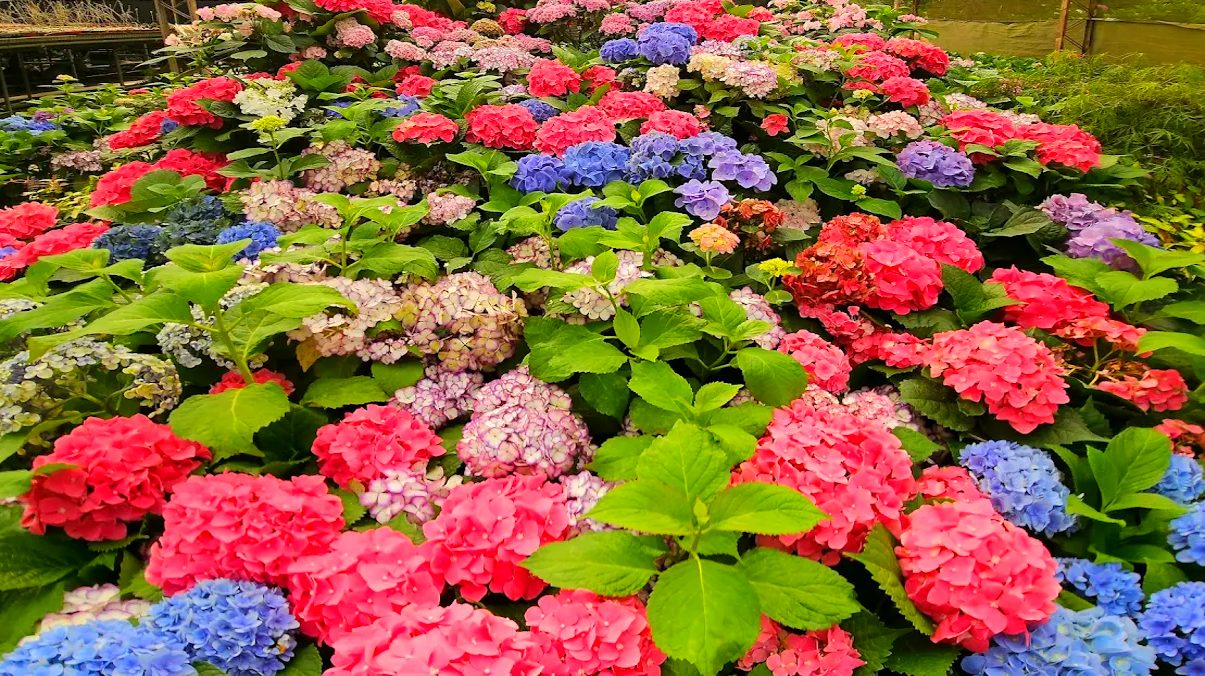 龍潭繡球花：不容錯過的美麗景點