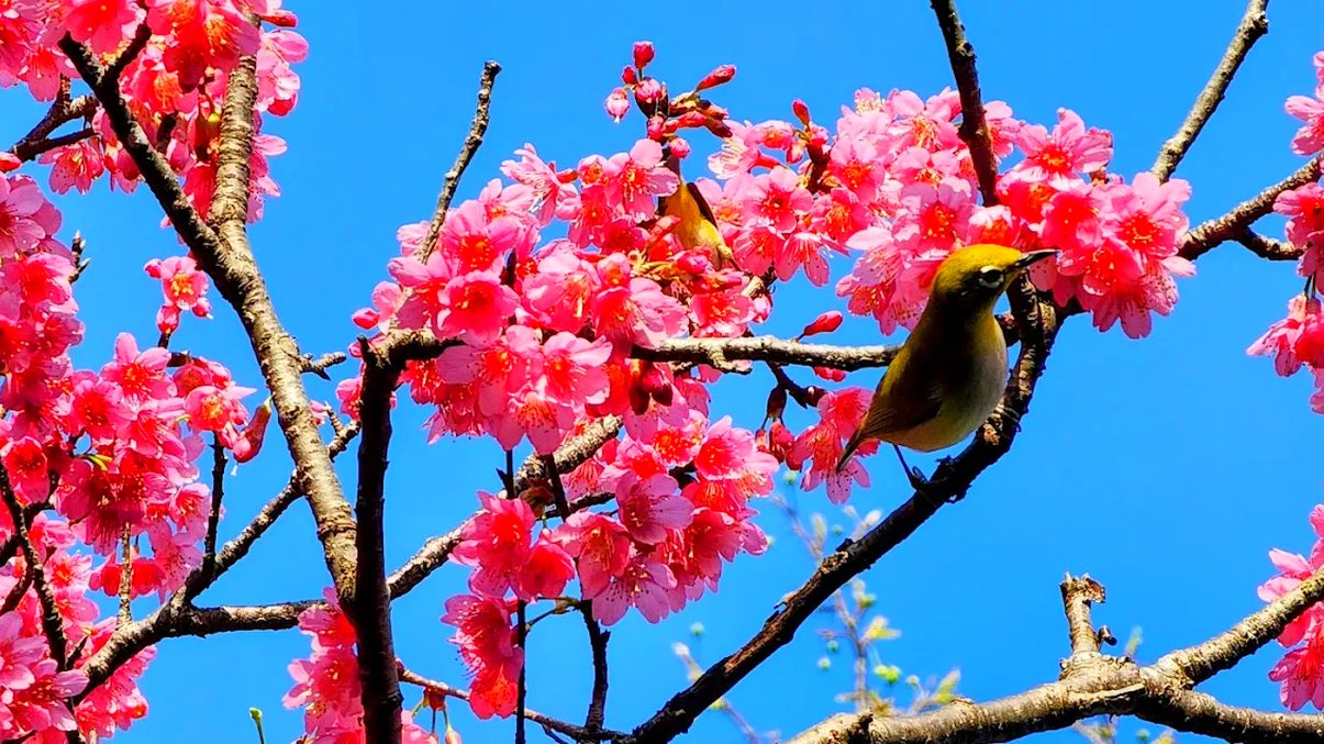 新竹登山步道：探索十八尖山東峰的魅力與步道攻略