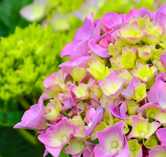 北台灣繡球花的絕美景點推薦｜尋找最佳賞花體驗