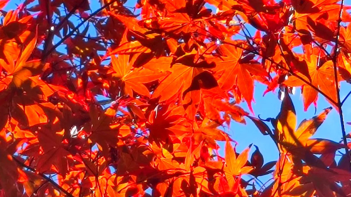 🍁太平山紅葉賞楓全攻略｜景點推薦×拍照時段×步道難度×交通建議