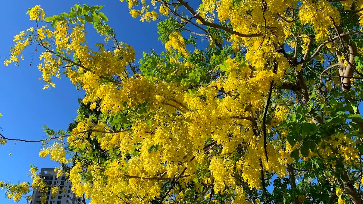 探索阿勃勒花海的美麗景點｜必訪地點推薦