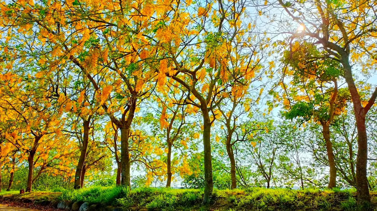 探索阿勃勒花海的美麗景點｜必訪地點推薦