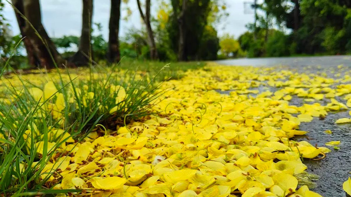 探索阿勃勒花海的美麗景點｜必訪地點推薦