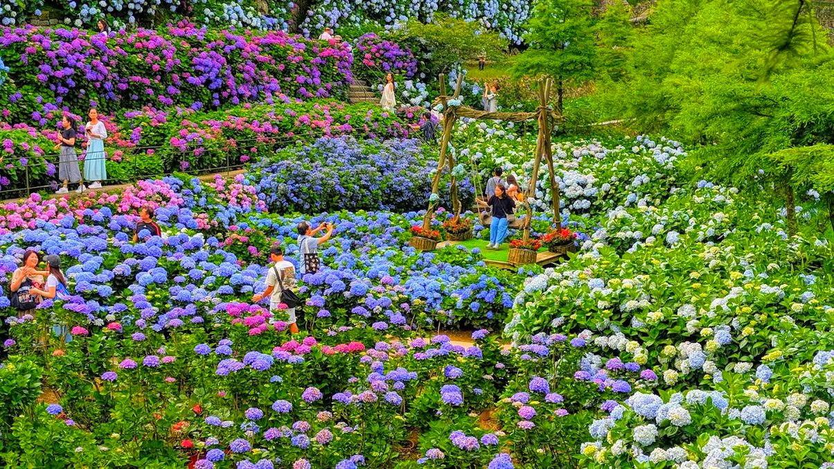 🌸竹子湖怎麼玩？台北秘境花海、步道、美食一日遊全攻略