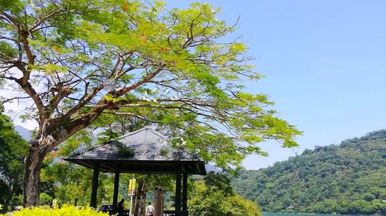 🌟台灣觀光必訪亮點 ｜日月潭、西口綠隧道、石梯坪、鯉魚潭美景一次看！
