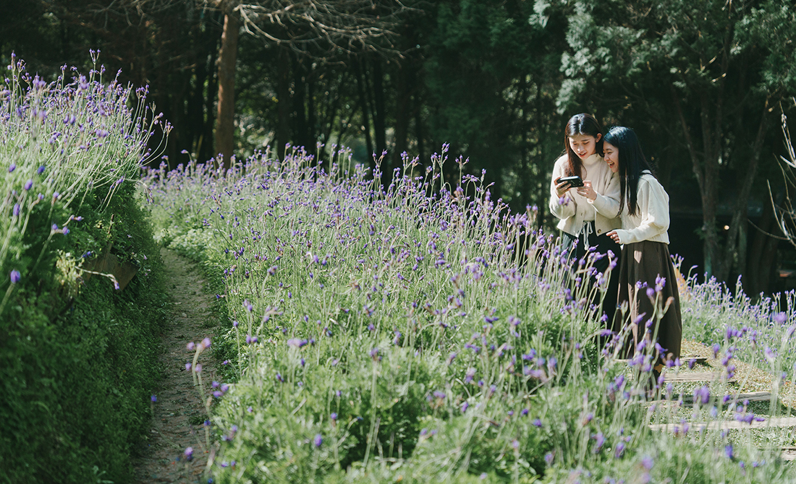 薰衣草森林：探索台中的夢幻花海與天然療癒之地