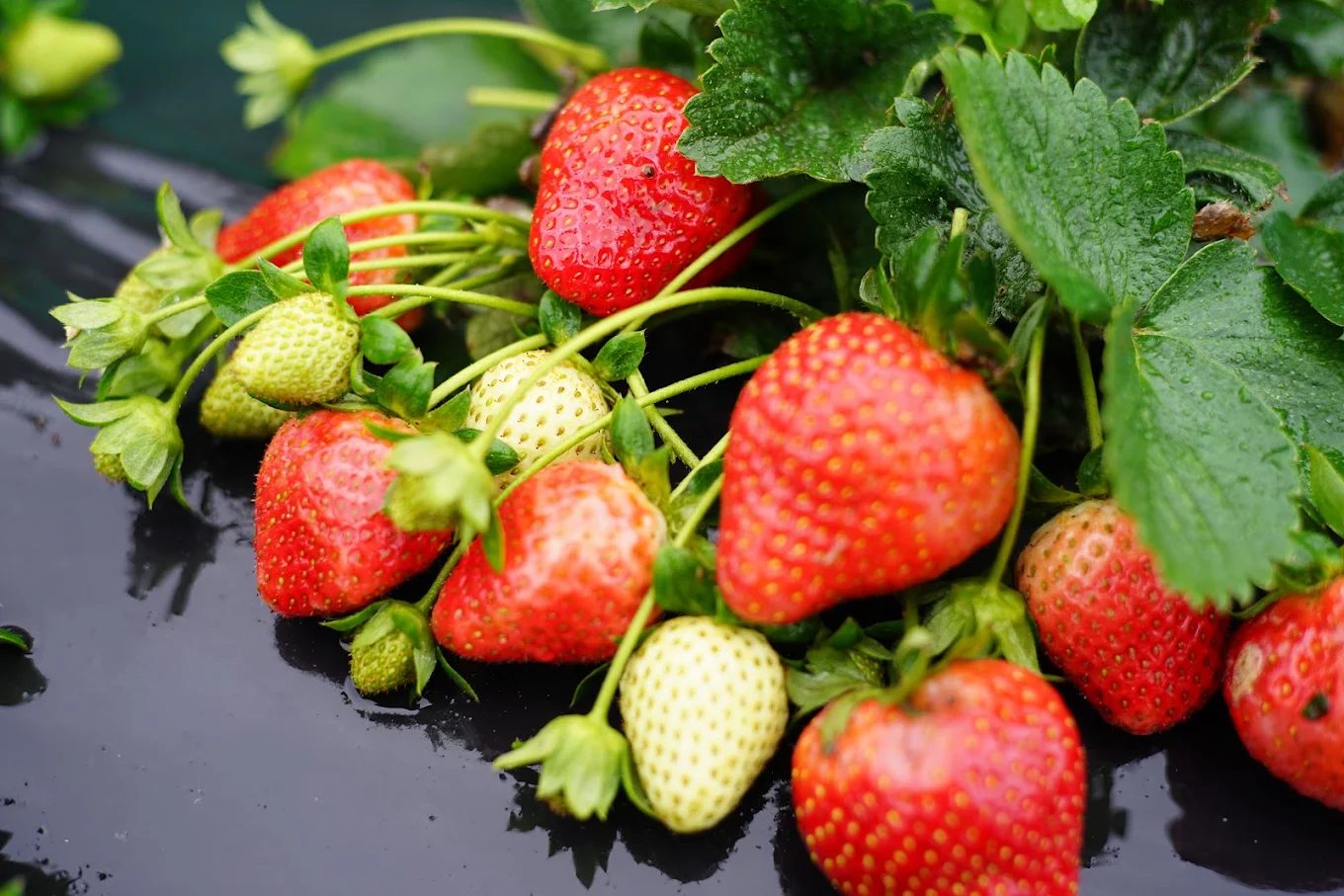 🌿 新竹新埔絕美鄉村秘境!馥橙芳園民宿一泊二食體驗、草莓採果、英式建築超好拍