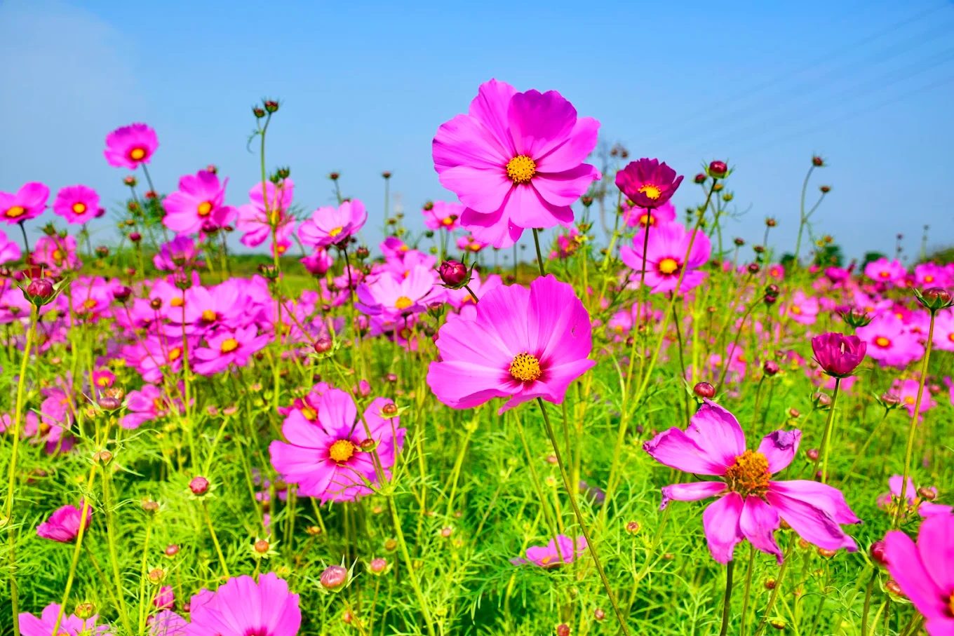 屏東舊鐵橋一日遊攻略｜探索百年鐵道、拍照打卡與濕地生態之美