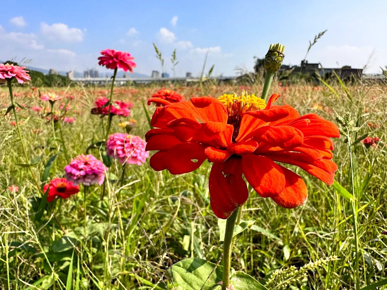 花海巡禮：探索台灣最美的花海景點