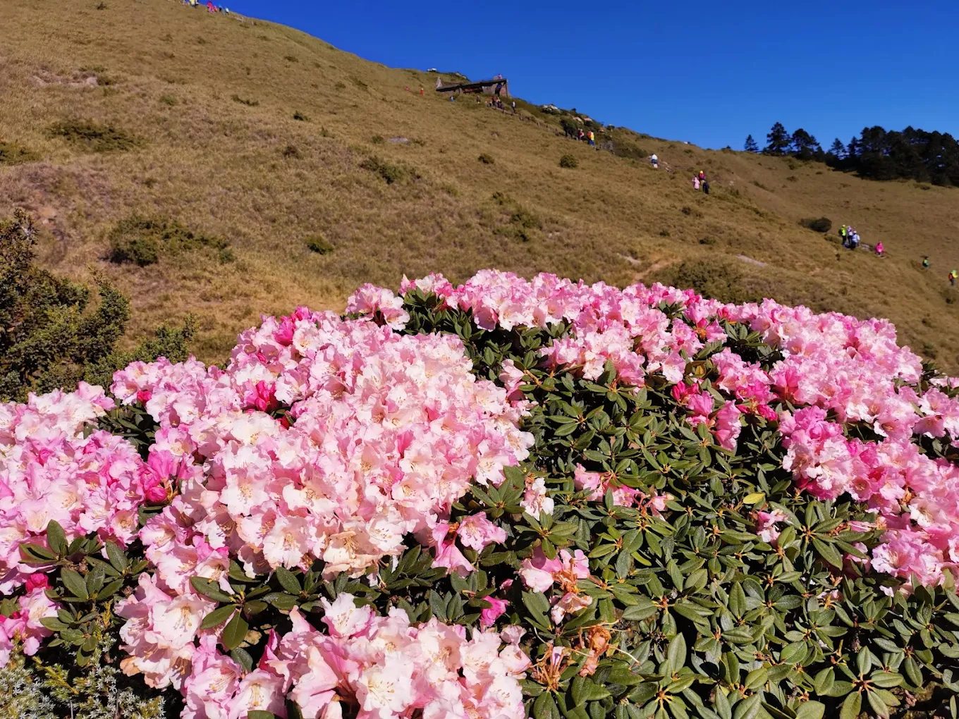 合歡山旅遊攻略：必訪景點、登山步道與觀景秘境一次看！