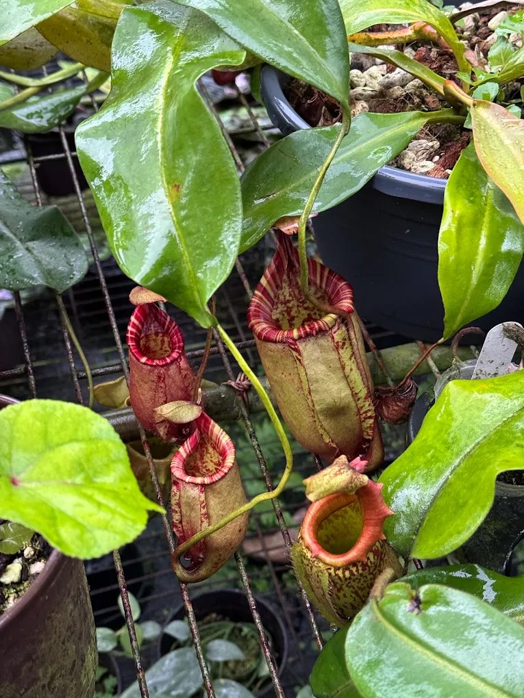 🌿 南投埔里「宅栽觀葉農場」全攻略｜放鬆療癒 × 園藝體驗 × 綠意生活提案