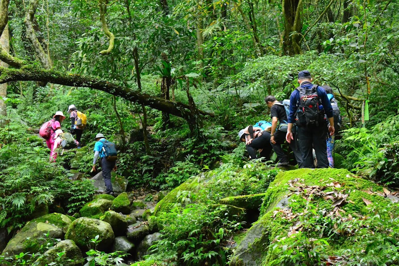 荷蘭古道怎麼玩？陽明山絕景步道推薦，一次走進台北的山林秘境