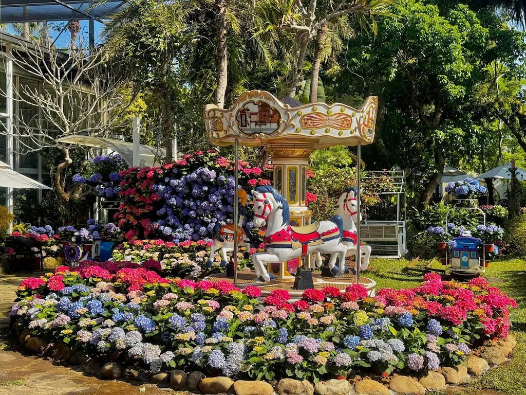 花露農場的繡球花季：攻略、必吃美食與家庭游玩景點