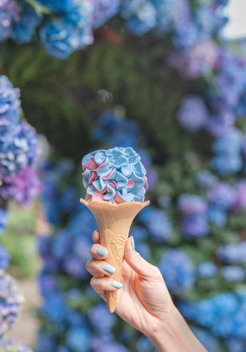 花露農場的繡球花季：攻略、必吃美食與家庭游玩景點