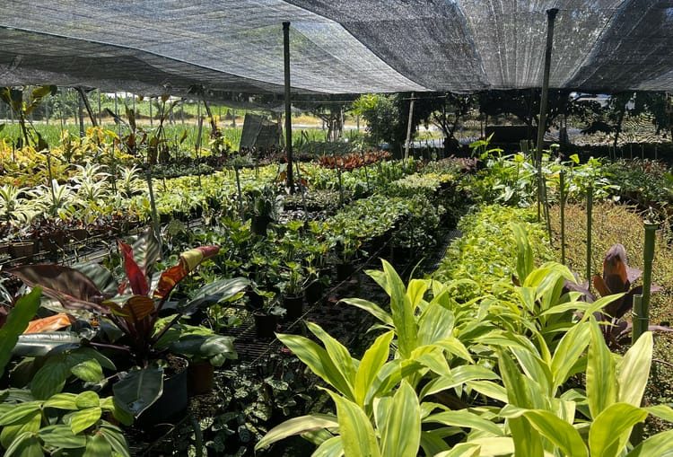 埔里觀葉農場:探索綠意盎然的園藝天堂埔里最Chill農場景點!觀葉控的天堂你不能錯過