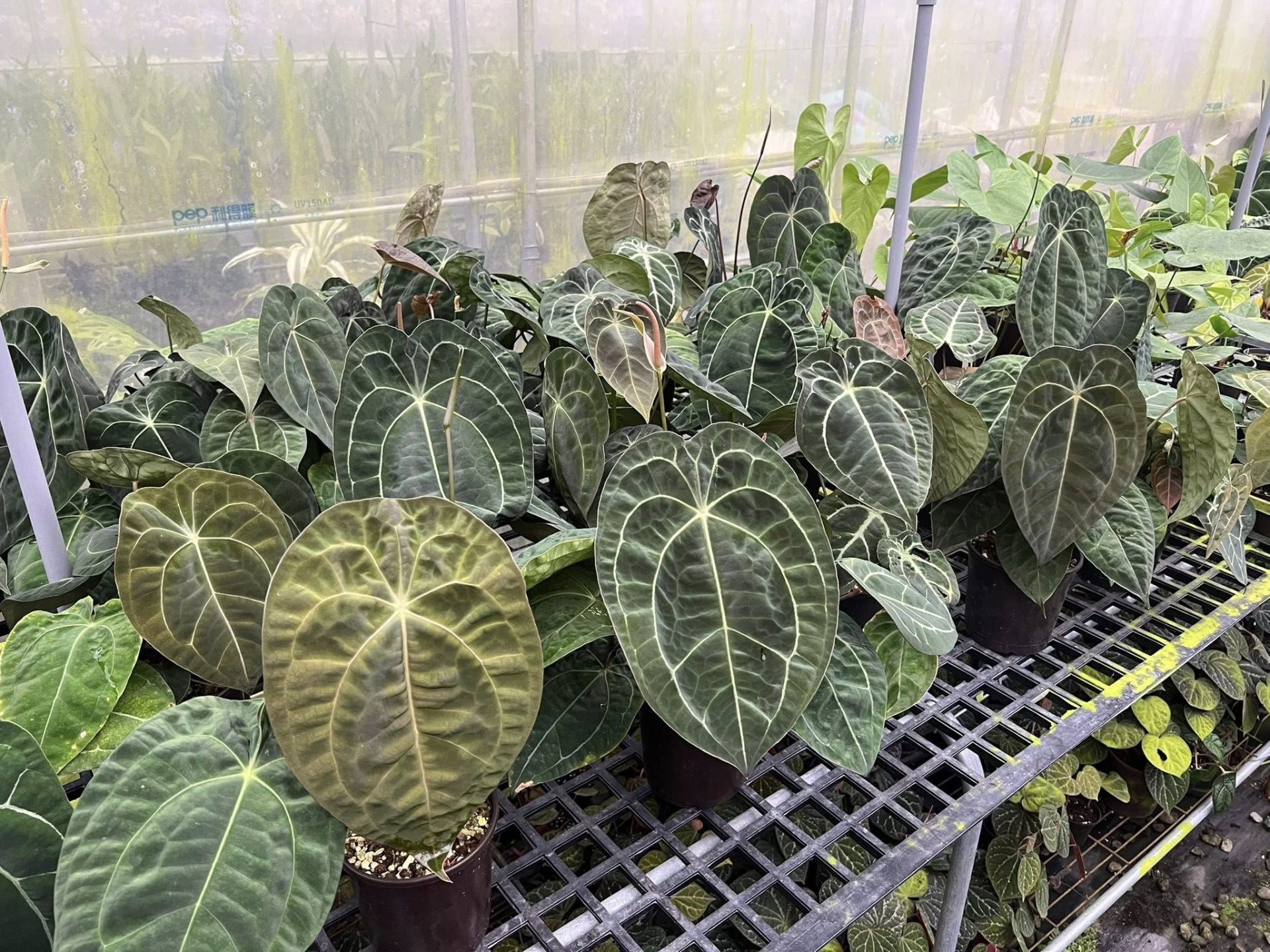 埔里觀葉農場:探索綠意盎然的園藝天堂埔里最Chill農場景點!觀葉控的天堂你不能錯過