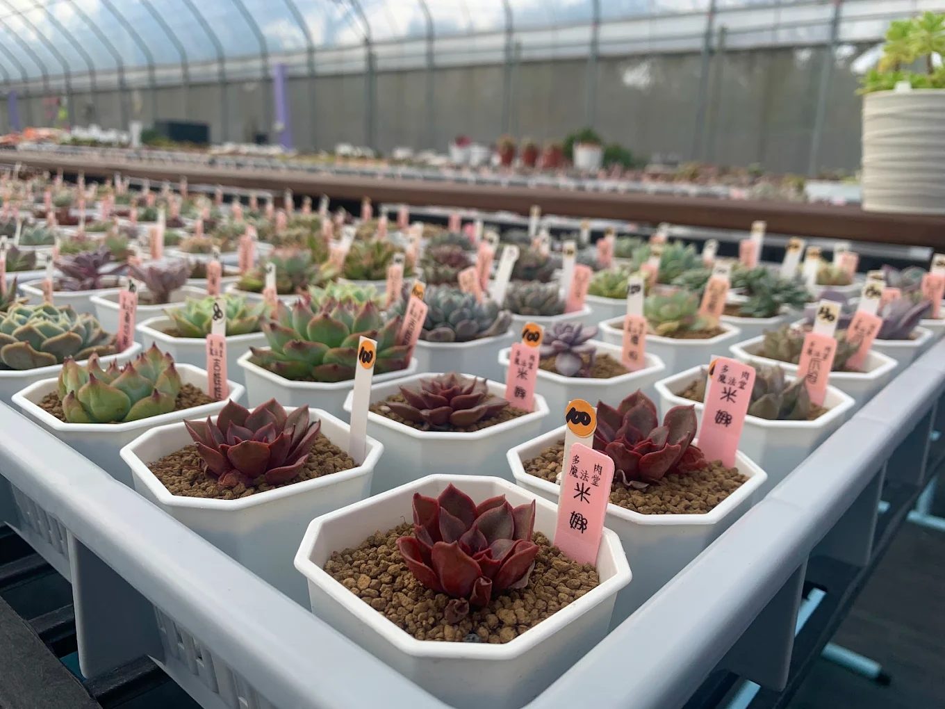 植物魔法：探索台灣絕美植物景點