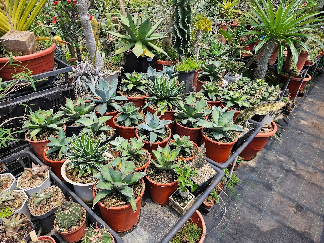 植物魔法：探索台灣絕美植物景點