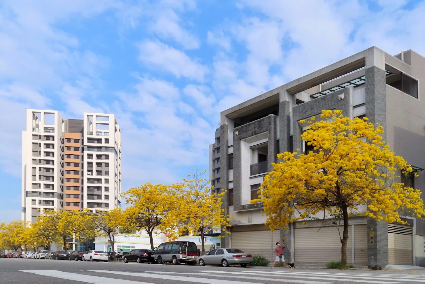 太順路黃金風鈴木花況