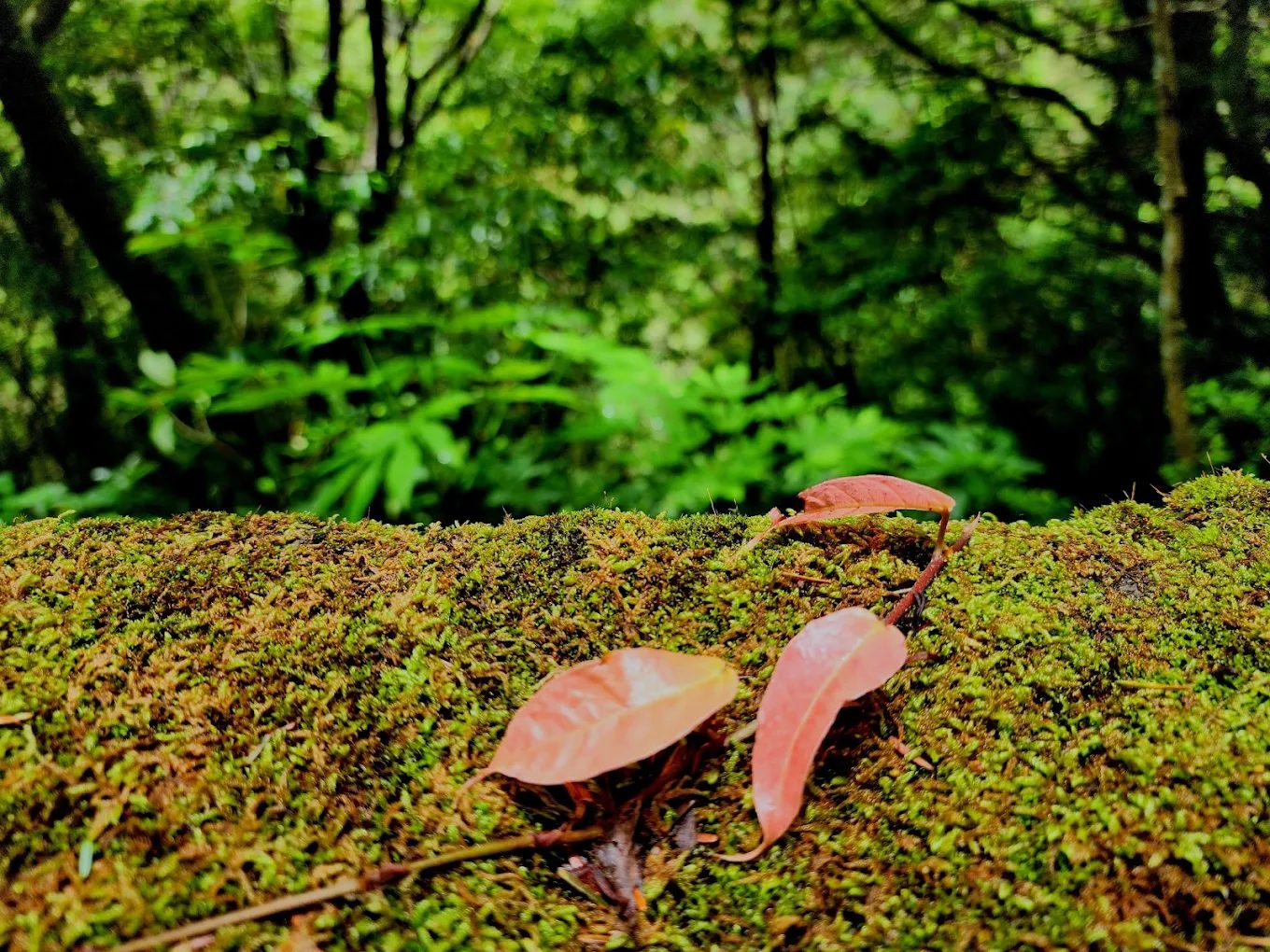 圖／拉拉山  攝影／YUSHAN LIN
