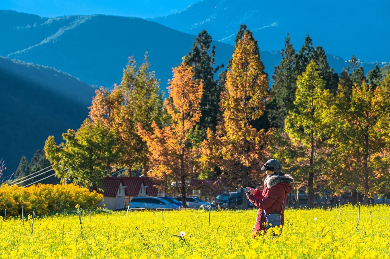 圖/武陵農場特色活動 攝影/林家輝