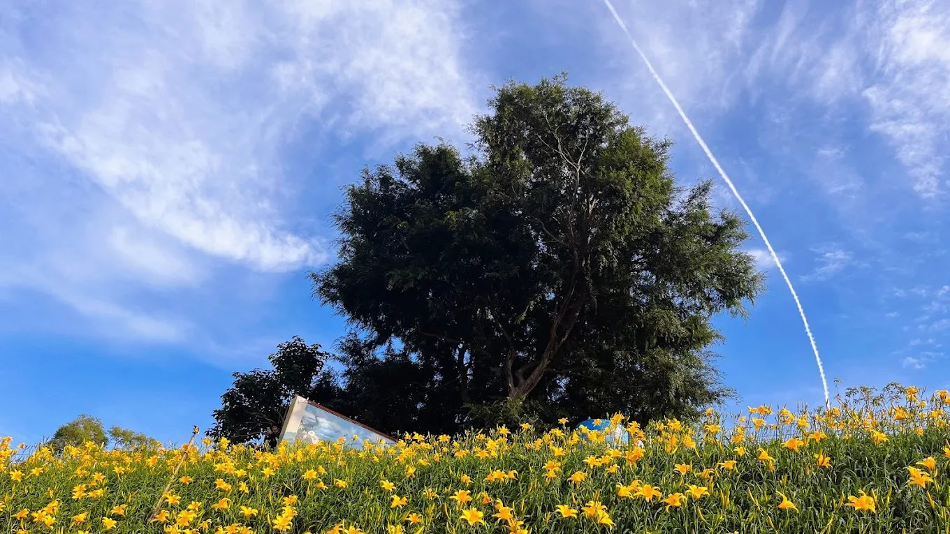 圖／虎山巖金針花 攝影／Taraxacum Liu