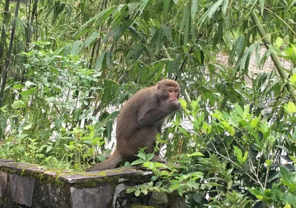 🌲知本國家森林遊樂區一日遊|台東山林步道×溫泉美食×住宿推薦全攻略