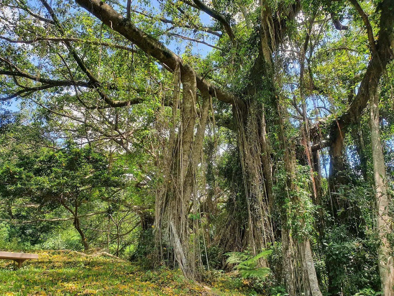 🌲知本國家森林遊樂區一日遊|台東山林步道×溫泉美食×住宿推薦全攻略