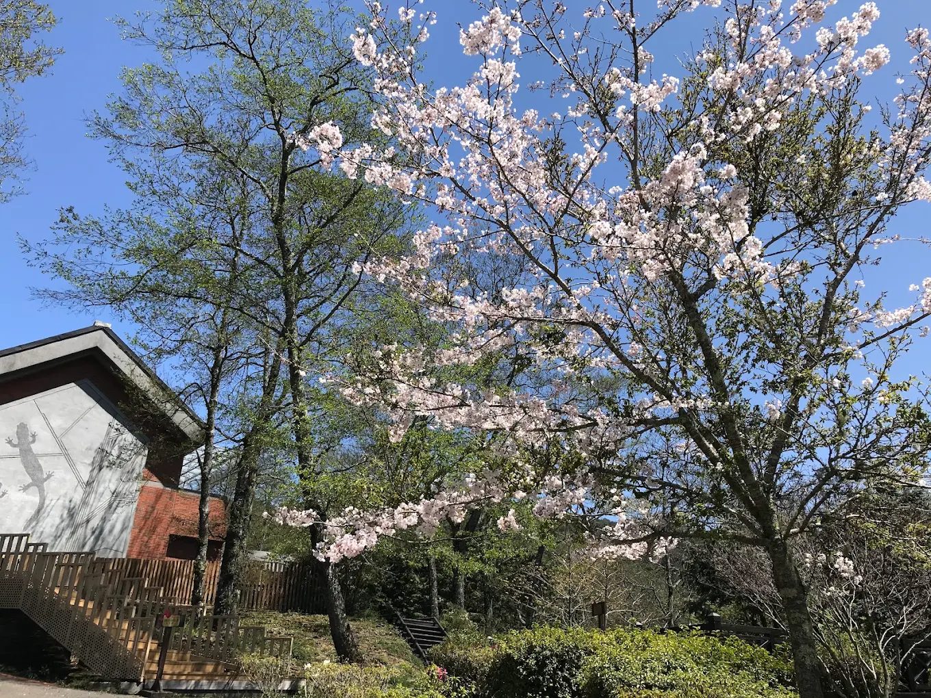 雪霸國家公園旅遊指南|享受台灣最美的自然風光