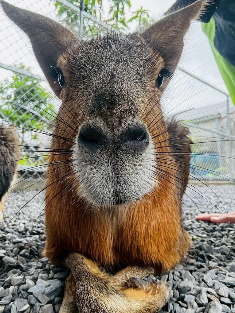 🏡 張美阿嬤農場一日遊｜親子必訪宜蘭景點！與駱駝互動、DIY手作一次滿足