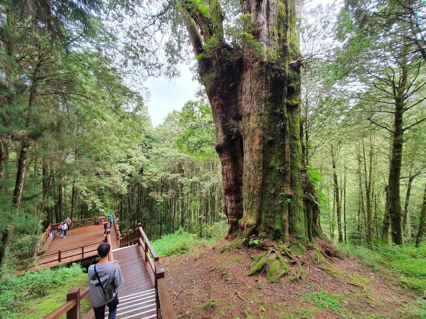 阿里山一日遊怎麼玩？深度行程這樣排最順