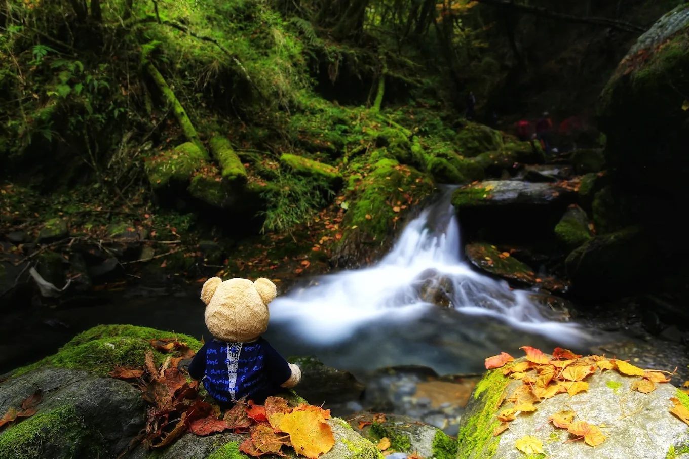 清境31民宿｜觀星、賞日出、看雲海的最佳住宿！夢幻多肉花園療癒你的身心