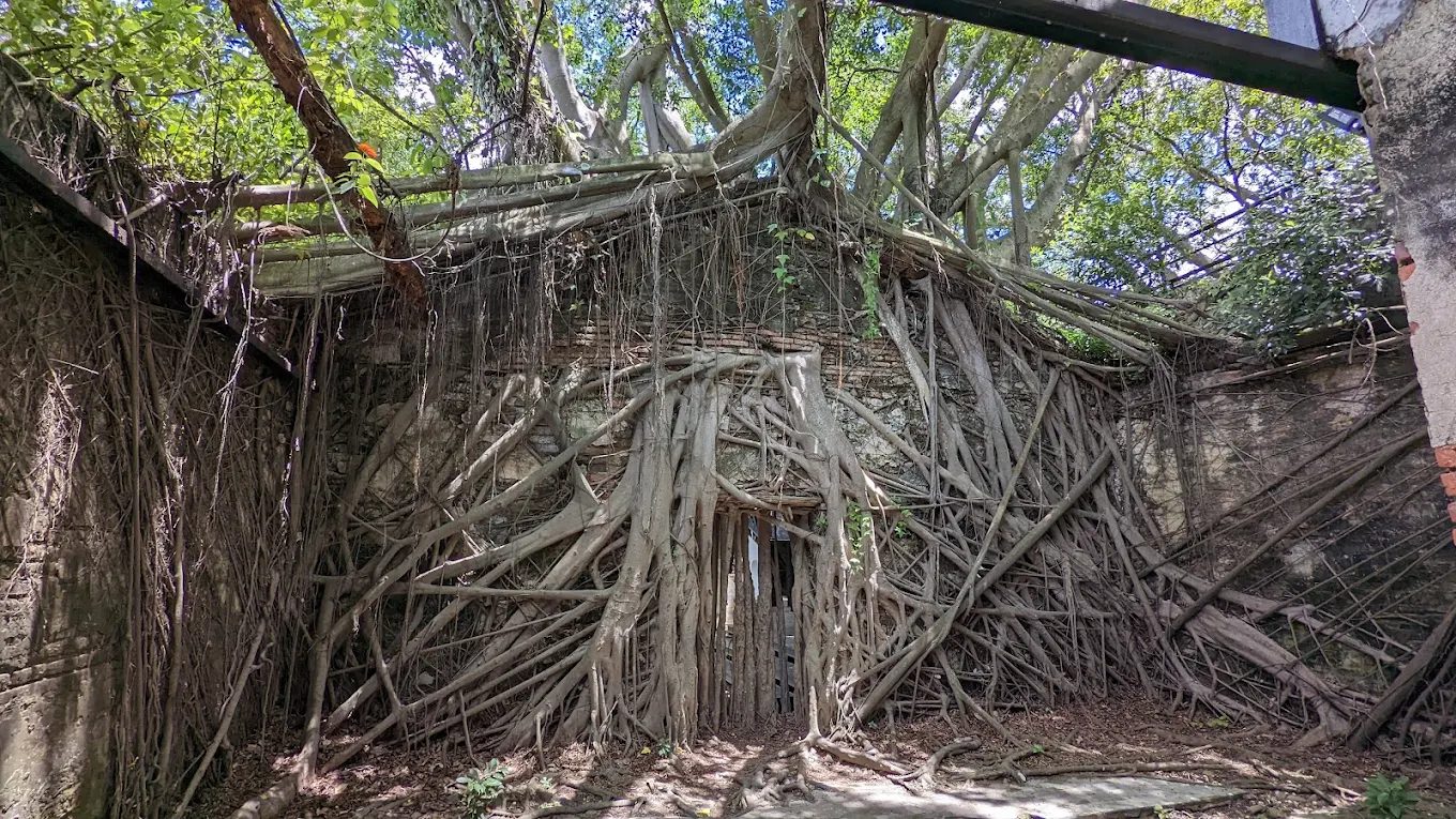 台南安平老街｜300年歷史古街散步地圖，必吃小吃、人氣樹屋、古堡全攻略！