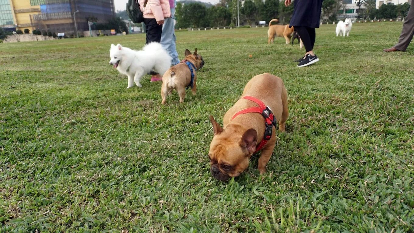 內湖復育園區一日遊攻略｜台北免費親子景點、生態濕地、狗狗散步天堂
