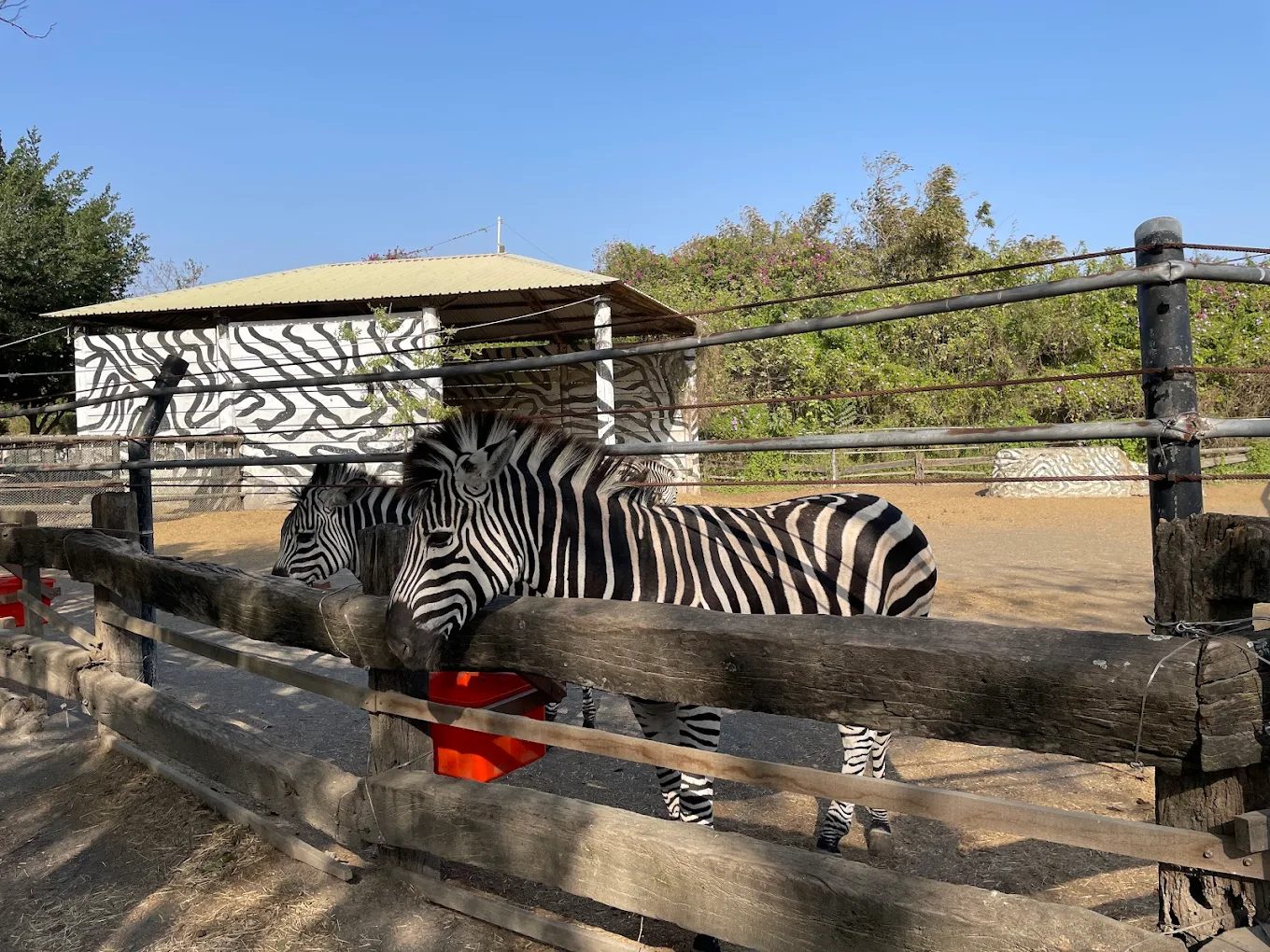 🦁 頑皮世界野生動物園全攻略|餵羊駝、看猛獸、吃冰淇淋!親子放電必玩行程