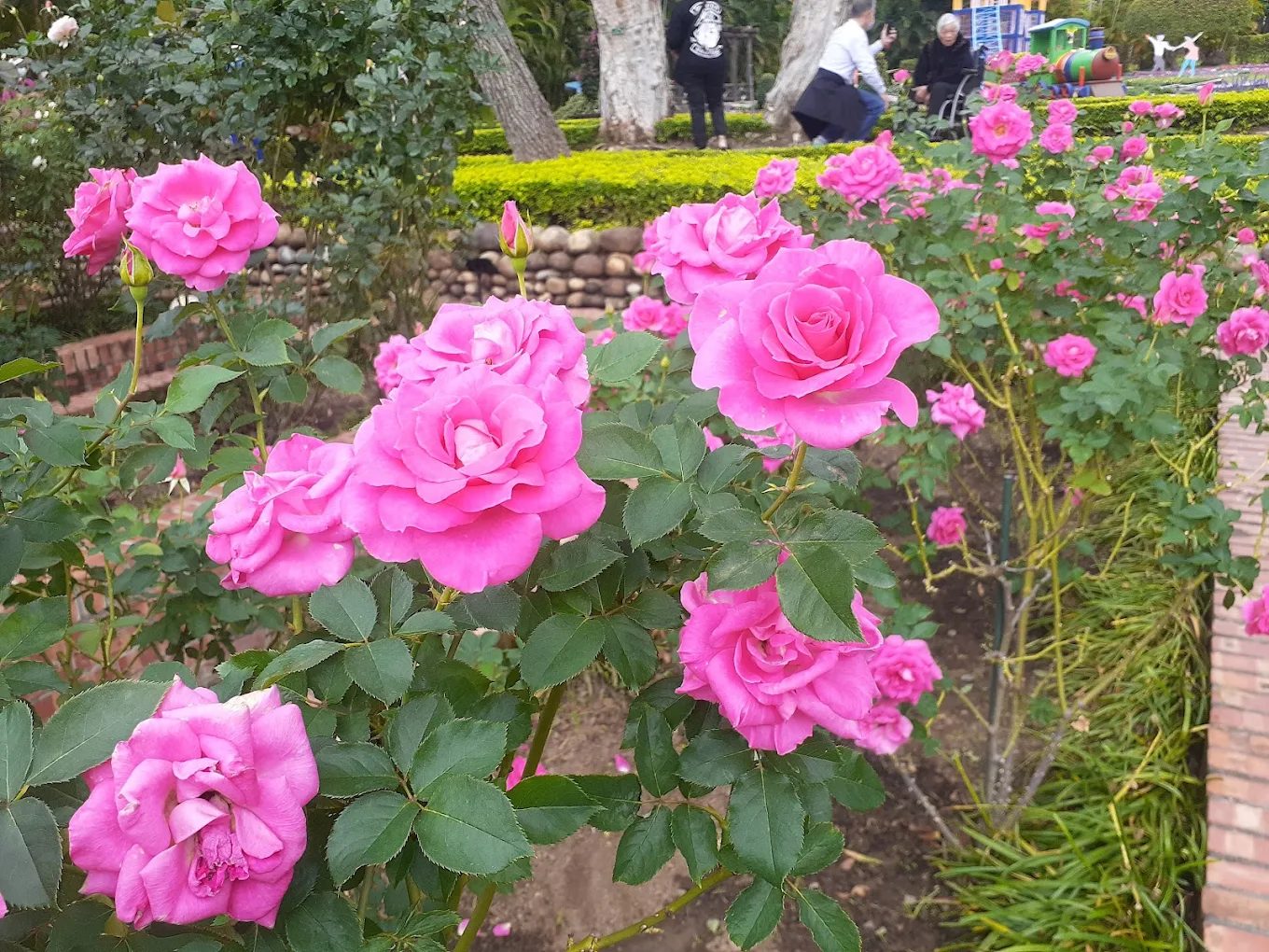 士林官邸怎麼玩?花園景點、歷史導覽一次看