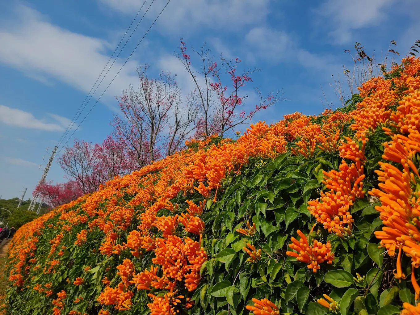 台灣觀光列車推薦:親子小火車、懷舊鐵道、鐵道博物館一次攻略!