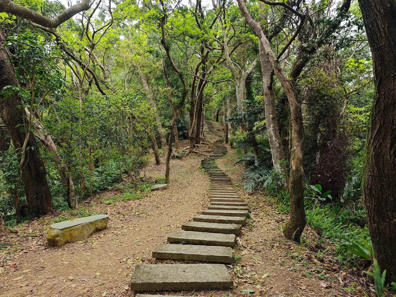 🌿 大板根森林溫泉酒店一日遊攻略｜門票、房型、泡湯、親子活動全整理