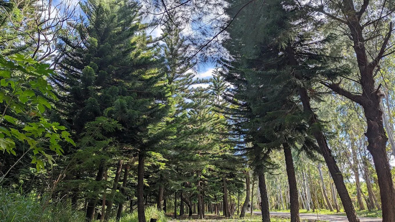 台東秘境露營指南:星空下的露營天堂,食宿景點一網打盡!